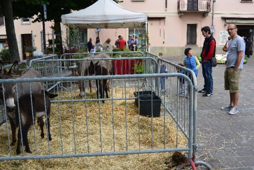 Orti di erbe per Erba giugno 2013 (9)