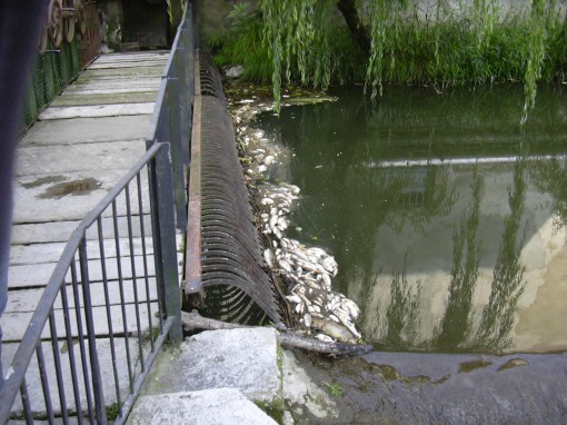 pesci 3 (1)