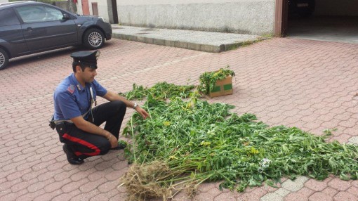 canapa in giardino carabinieri di erba