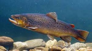Gara di pesca alla trota