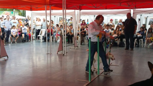 festa del bastadino erba (7)