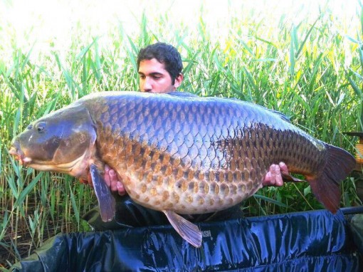 carpa pusianio