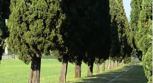 Viale dei cipressi Inverigo (1)