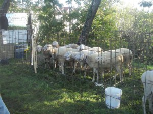 Fera dal Paisan Albavilla