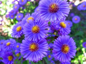 aster