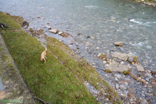 Cane nel Lambro novembre 2014 (1)