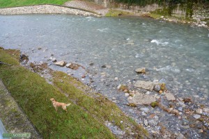 Cane nel Lambro novembre 2014 (2)