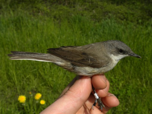 Bigiarella (Sylvia curruca)