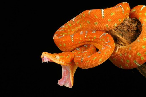 chondro