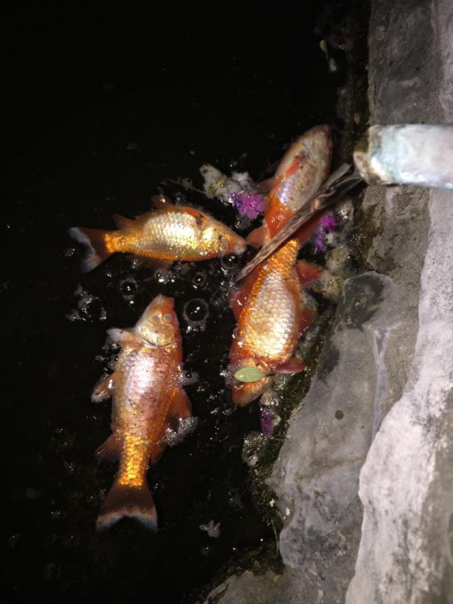 acqua ponte lambro