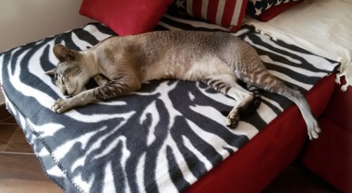 gatto