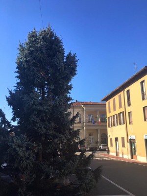 albero albavilla, novembre 2015