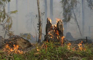 fuoco_bosco_incendio