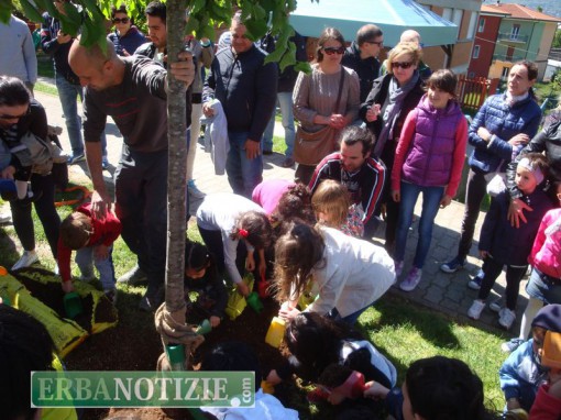 La piantumazione del tiglio