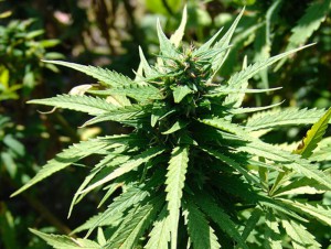 hashish