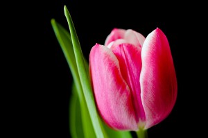 fiori