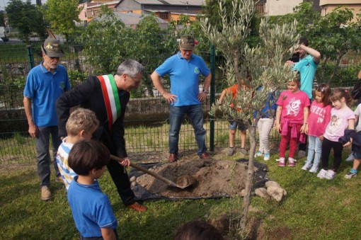 ALBERO_ alpini_ponte_lambro (1)