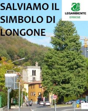 Longone_pino