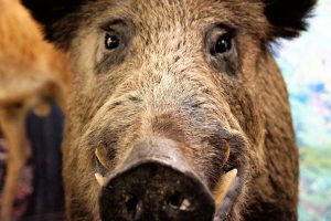 cinghiale