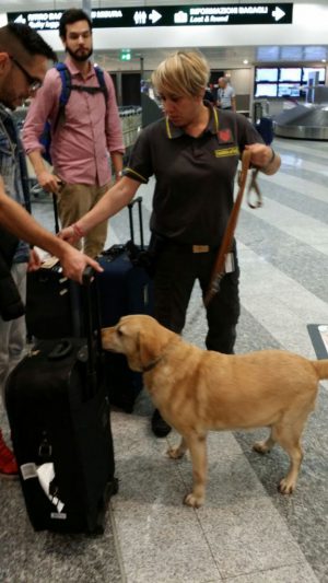 malpensa-trasporto-droga-gdf