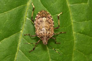 cimice-asiatica-coldiretti