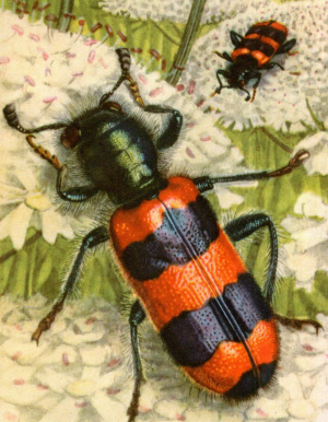 i-colori-degli-insetti_erba