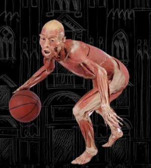 real-bodies-mostra-milano-foto-sito-2016