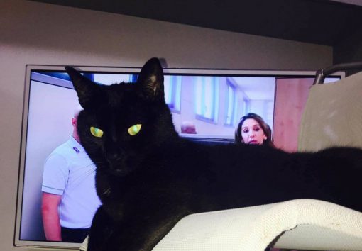 gatto-trudi-smarrito-2016-1