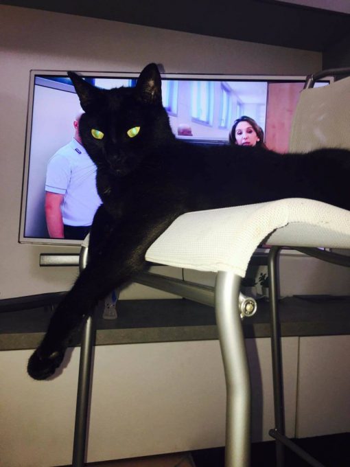 gatto-trudi-smarrito-2016