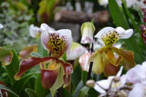 orchidee_tagliabue-3