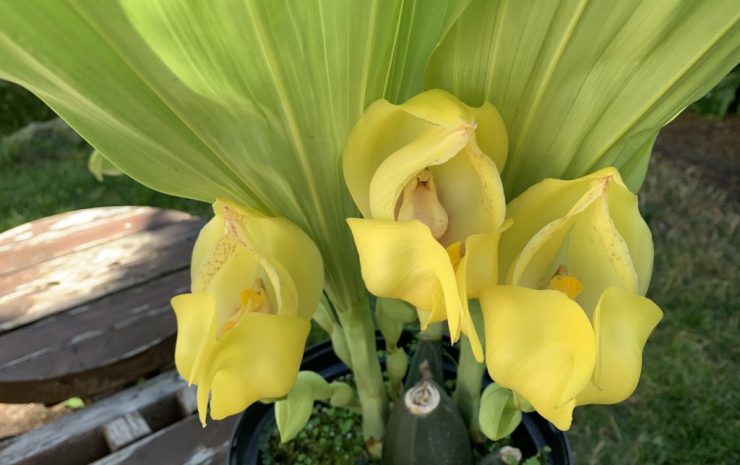 orchidea