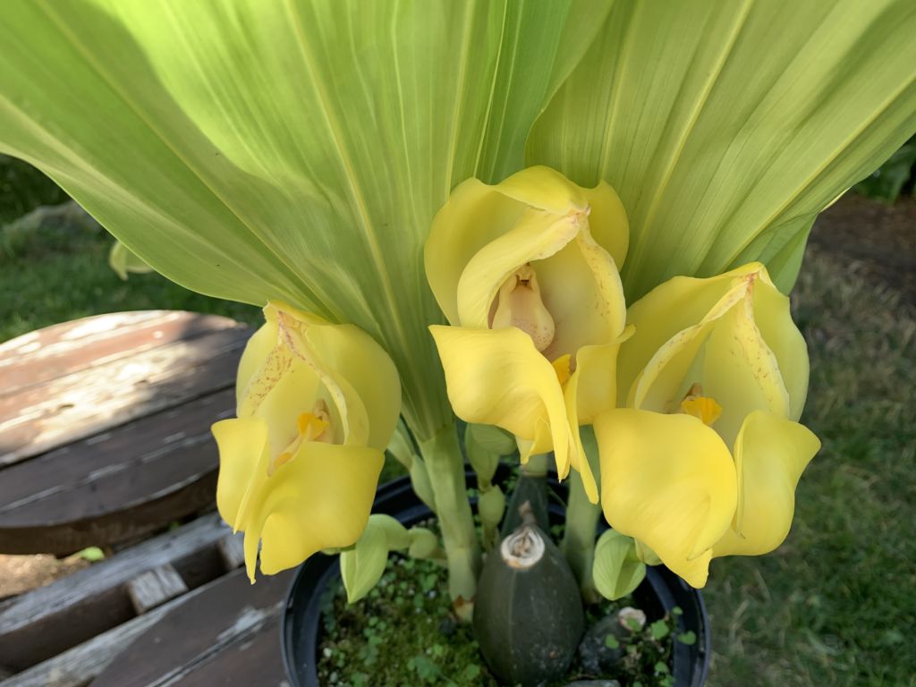 orchidea