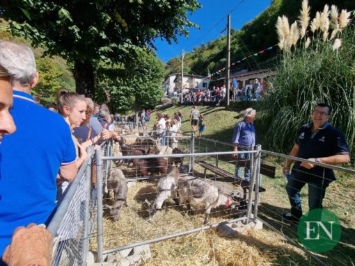 Caslino d'Erba: 23^ Fiera della Capra e del Caprino