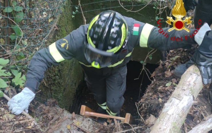 cane precipitato cisterna
