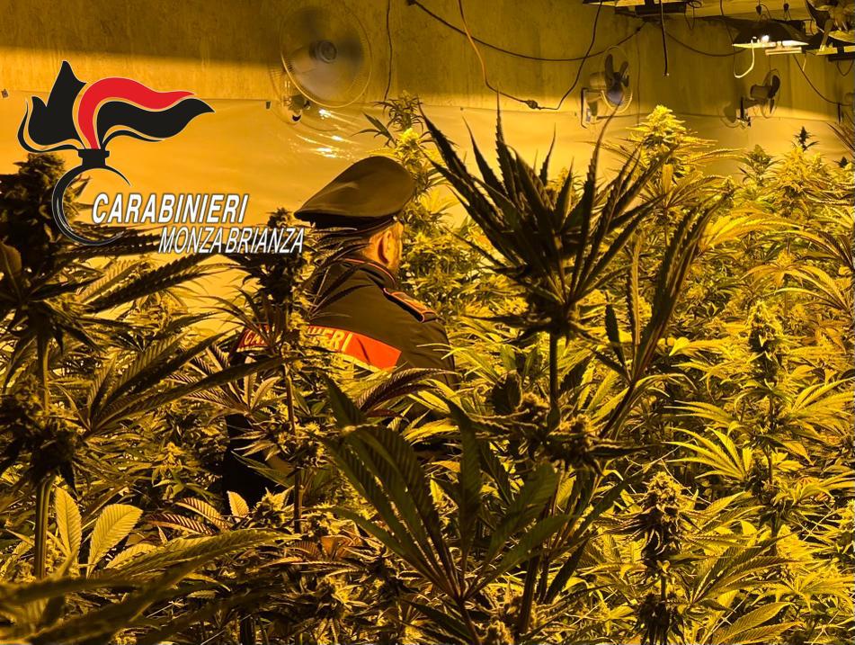 Monguzzo, i Carabinieri scovano una piantagione intesiva marijuana in un capannone: 2 arresti e 3000 piante sequestrate