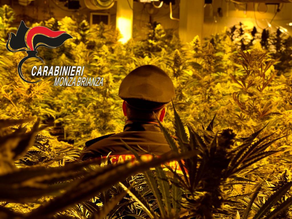 Monguzzo, i Carabinieri scovano una piantagione intesiva marijuana in un capannone: 2 arresti e 3000 piante sequestrate
