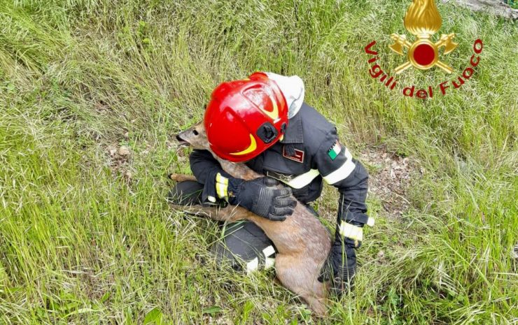 capriolo salvato dai vigili del fuoco longone al segrino 2023