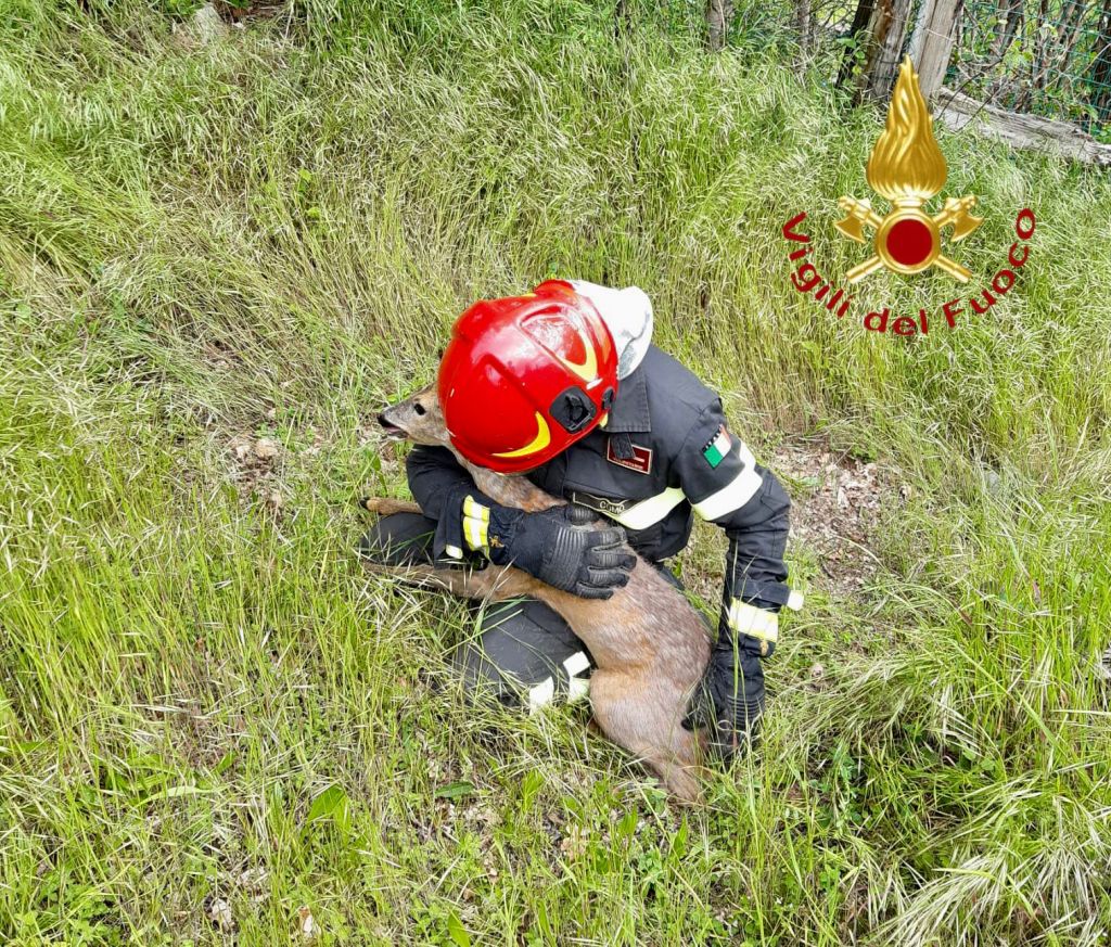 capriolo salvato dai vigili del fuoco longone al segrino 2023