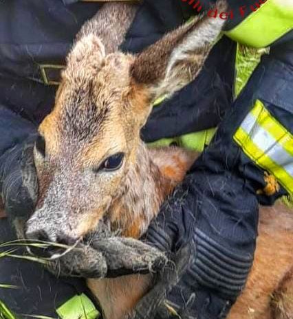 Capriolo salvato dai Vigili del Fuoco a Longone al Segrino