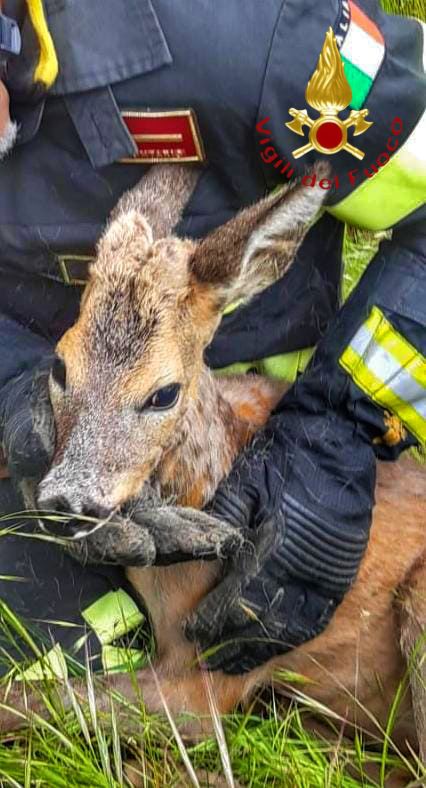 Capriolo salvato dai Vigili del Fuoco a Longone al Segrino