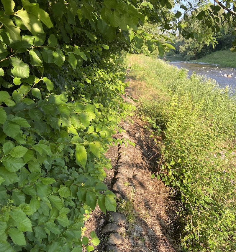 alzaie lambro vegetazione