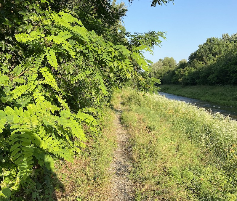 alzaie lambro vegetazione