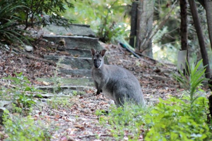 wallaby