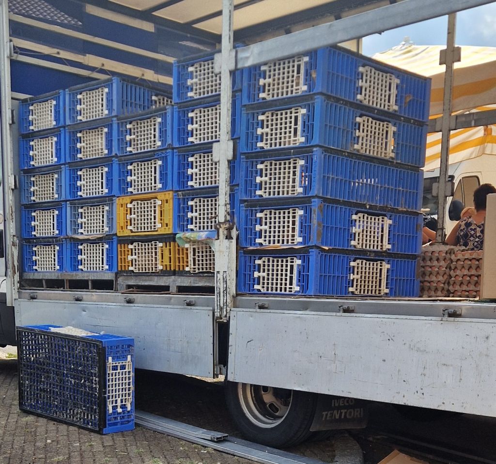 animali vivi venduti al mercato erba