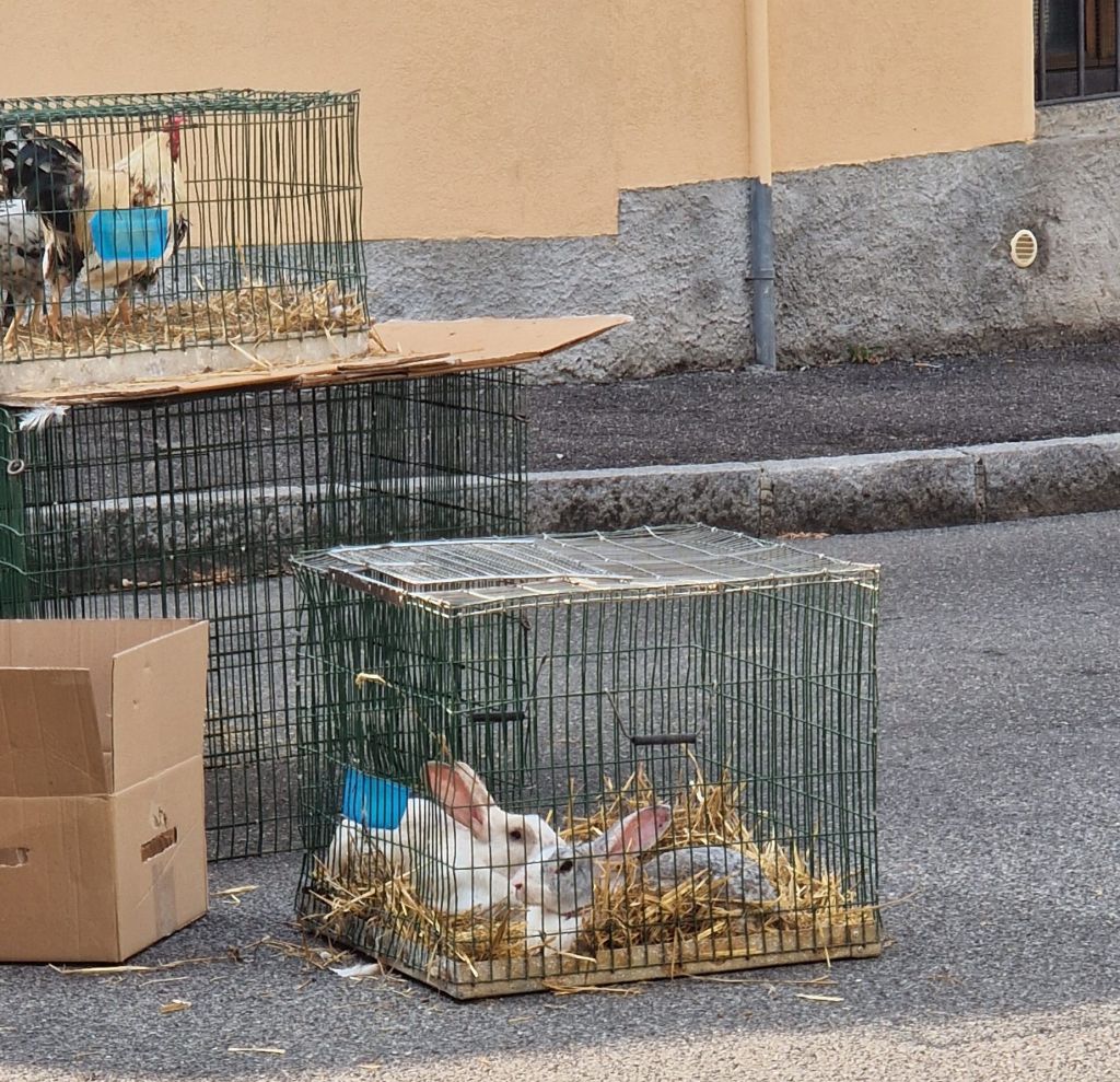 animali vivi venduti al mercato erba