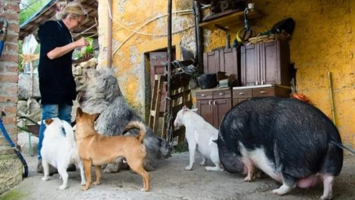 vecchio faggio