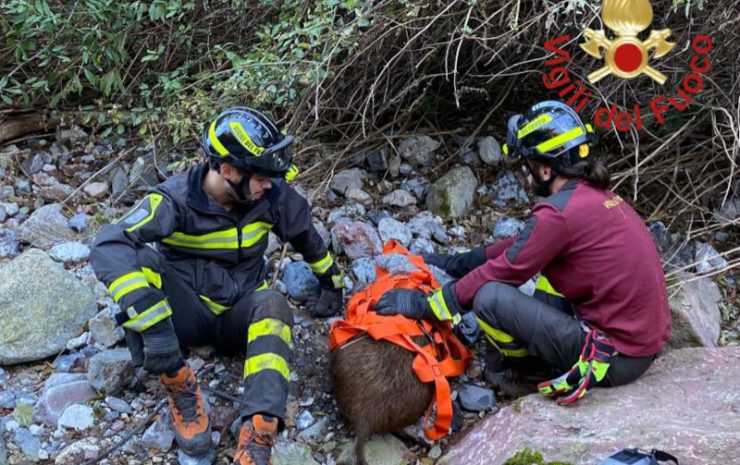 Cinghiale ferito Vigili del Fuoco Erba