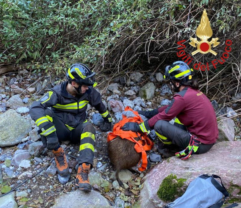 Cinghiale ferito Vigili del Fuoco Erba