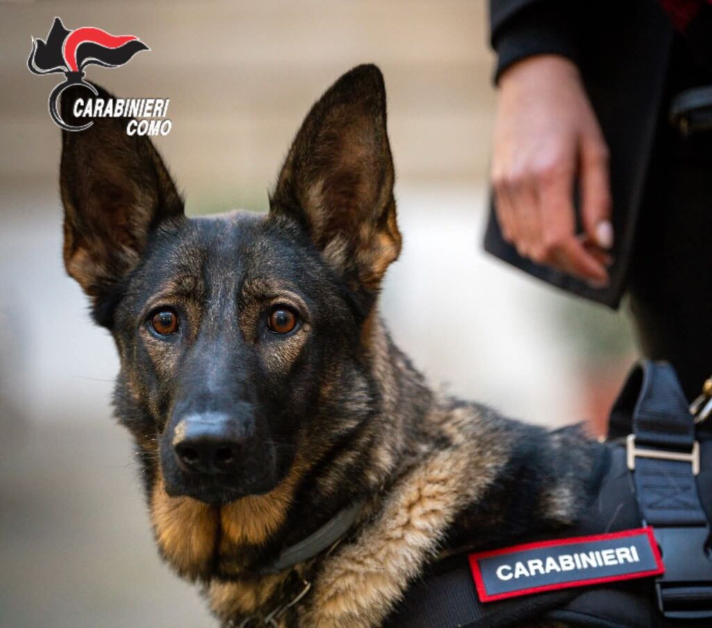 Il cane antidroga Herry impegnato dai Carabinieri nell'operazione di ieri sera